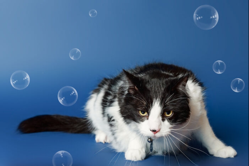 10 Times Pets Showed Off Their Unique Attitudes