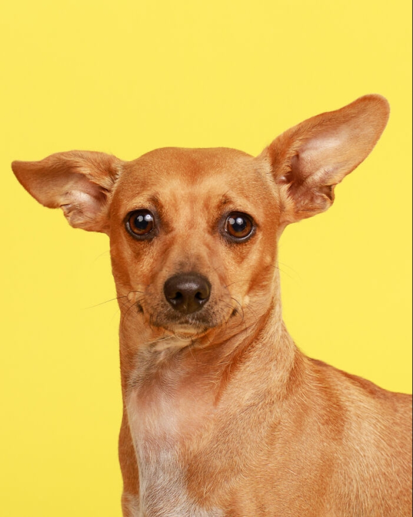 10 Times Pets Showed Off Their Unique Attitudes