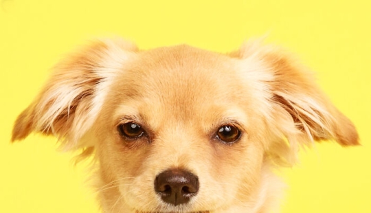 10 Times Pets Showed Off Their Unique Attitudes