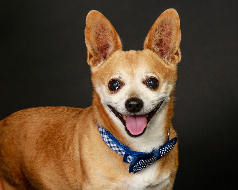 10 Times Pets Showed Off Their Unique Attitudes