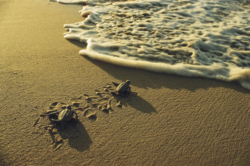 10 types of animals, which for 40 years was two times less because of the person