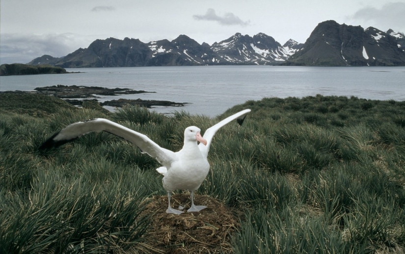 10 types of animals, which for 40 years was two times less because of the person