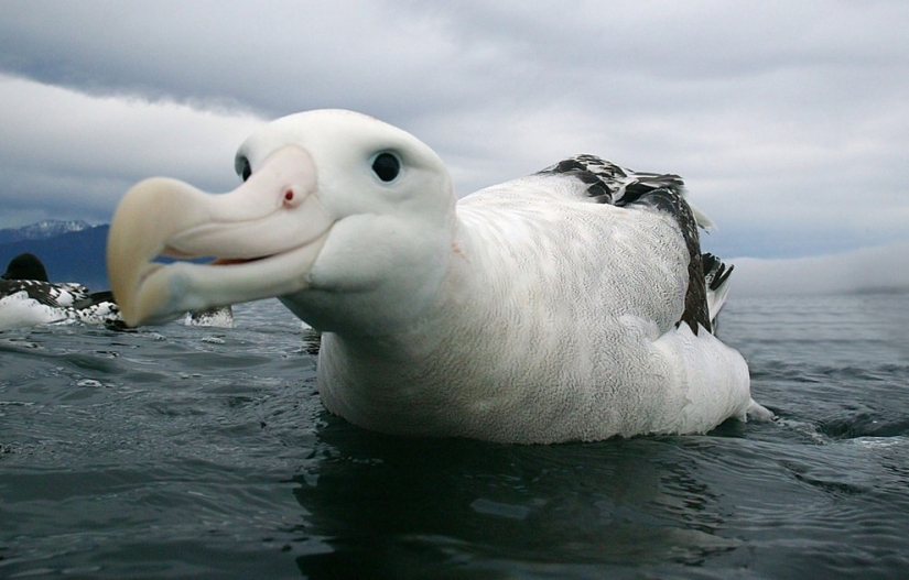 10 types of animals, which for 40 years was two times less because of the person