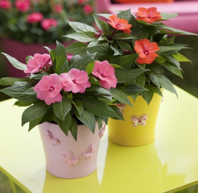 10 unpretentious indoor plants for those who don't have time