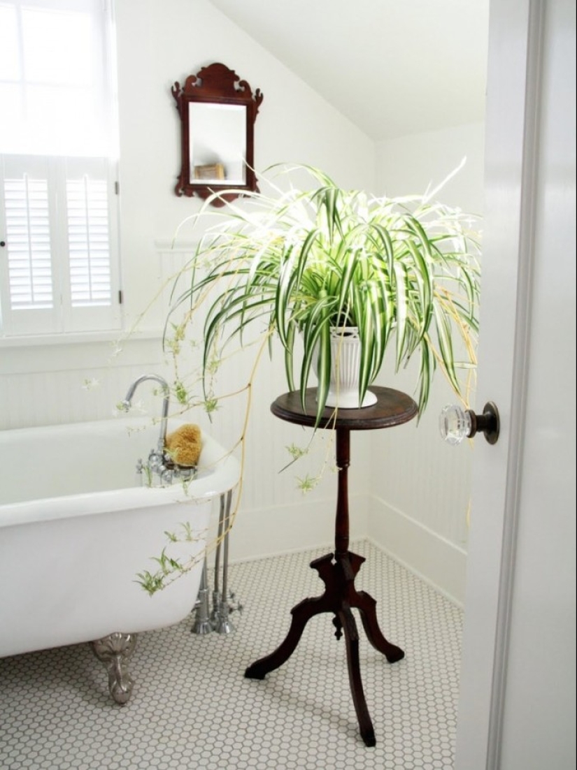 10 unpretentious indoor plants for those who don't have time