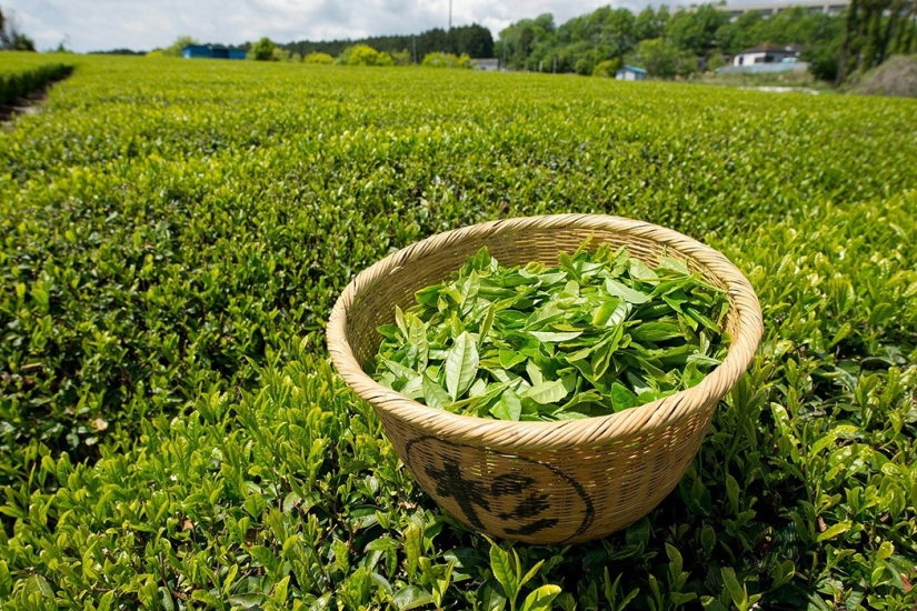 10 useful properties of green tea