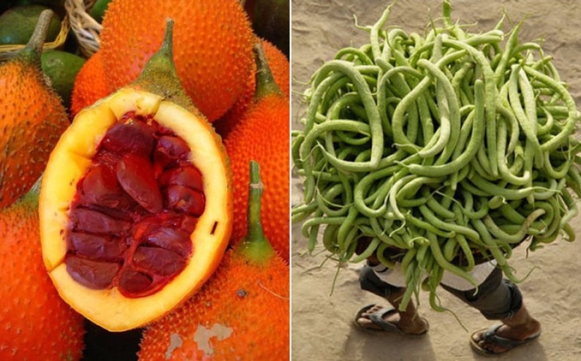 10 varieties of cucumbers, which you never heard 10 varieties of cucumbers, which you never heard