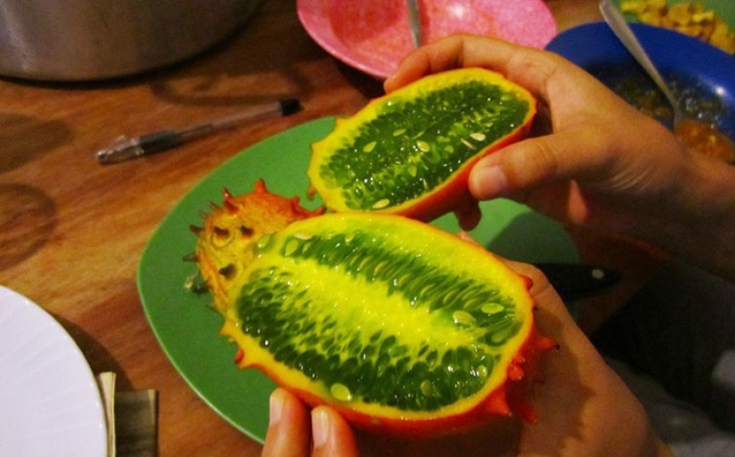 10 varieties of cucumbers, which you never heard 10 varieties of cucumbers, which you never heard