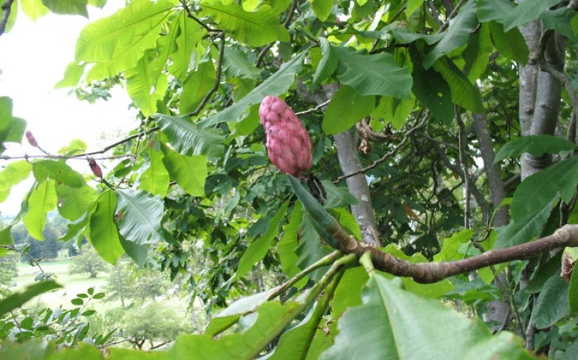 10 varieties of cucumbers, which you never heard 10 varieties of cucumbers, which you never heard