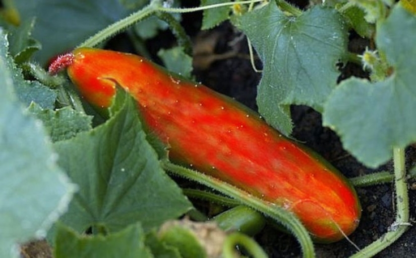 10 varieties of cucumbers, which you never heard 10 varieties of cucumbers, which you never heard