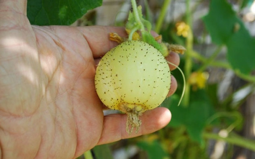 10 varieties of cucumbers, which you never heard 10 varieties of cucumbers, which you never heard