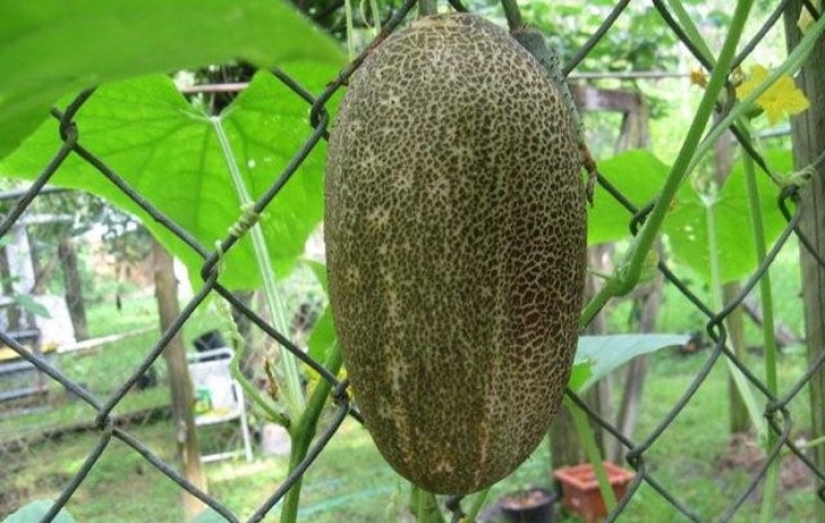 10 varieties of cucumbers, which you never heard 10 varieties of cucumbers, which you never heard