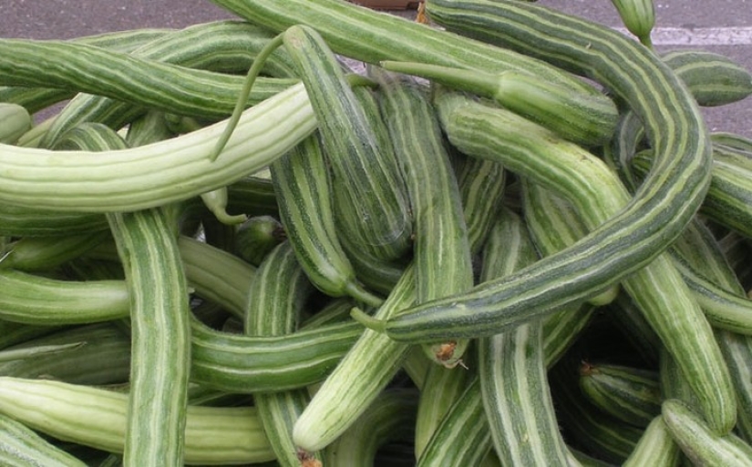 10 varieties of cucumbers, which you never heard 10 varieties of cucumbers, which you never heard