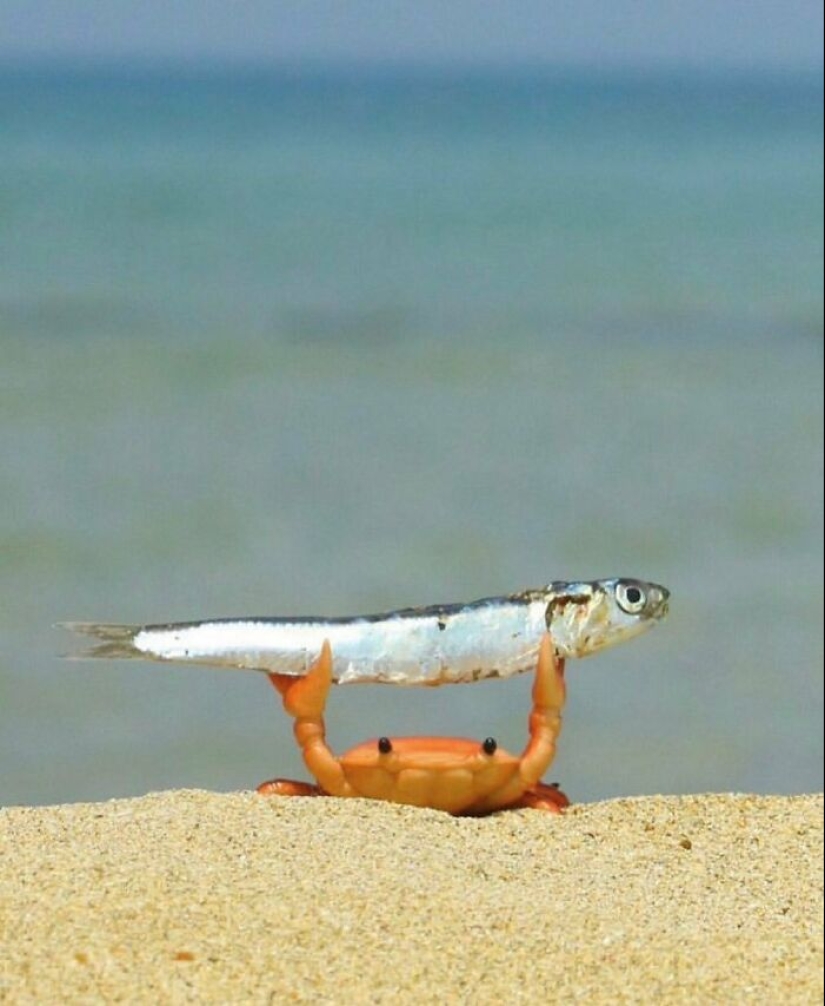 10 veces que los animales actuaron de forma tan extraña que acabaron en la página "No es mi animal" 10 veces que los animales actuaron de forma tan extraña que acabaron en la página "No es mi animal"