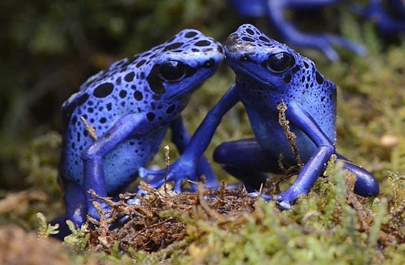 10 venenos naturales más inusuales