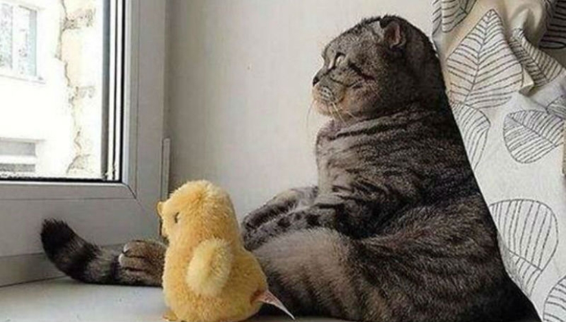 100 best cat photos of all time 100 best cat photos of all time