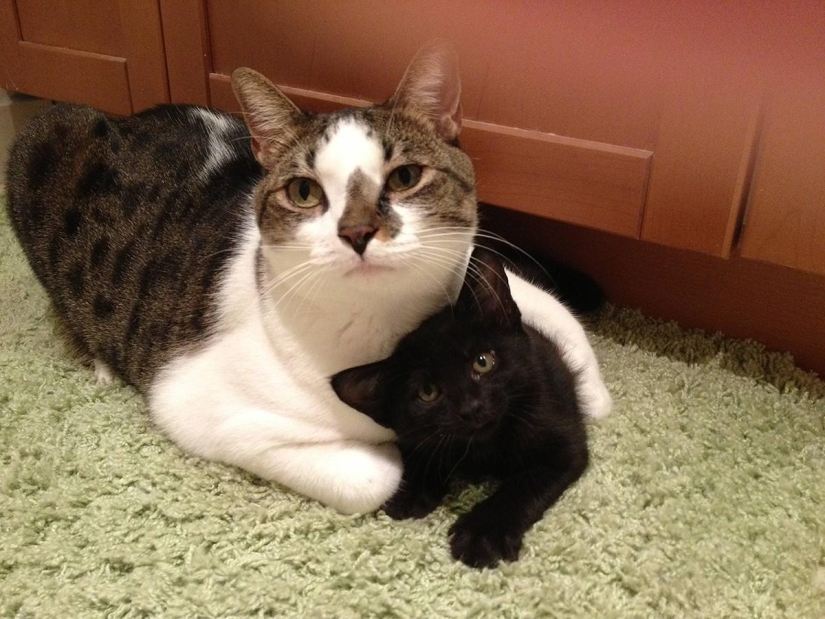 100 best cat photos of all time