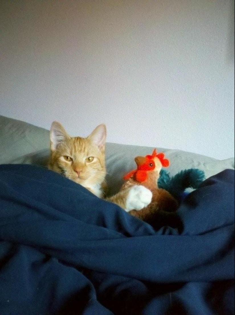 100 best cat photos of all time