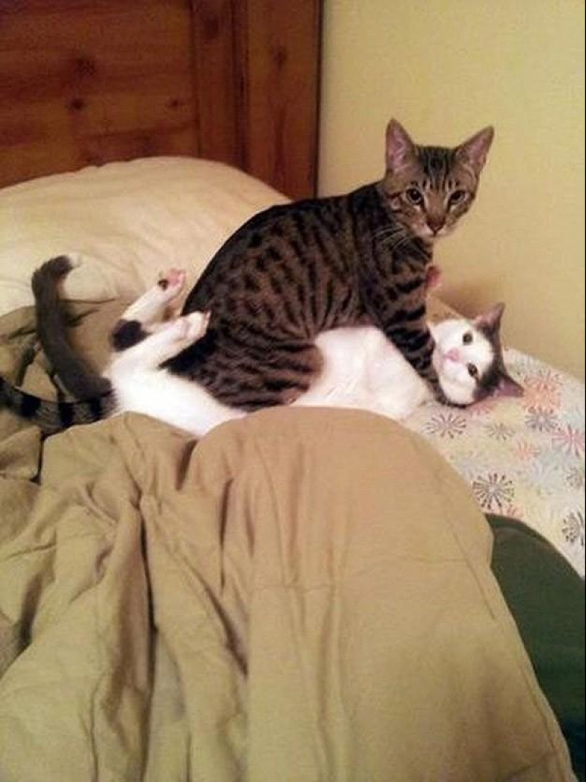 100 best cat photos of all time