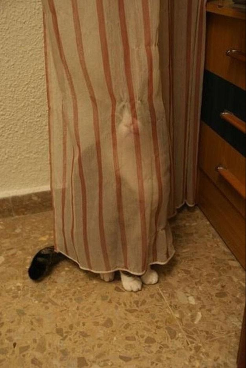 100 best cat photos of all time