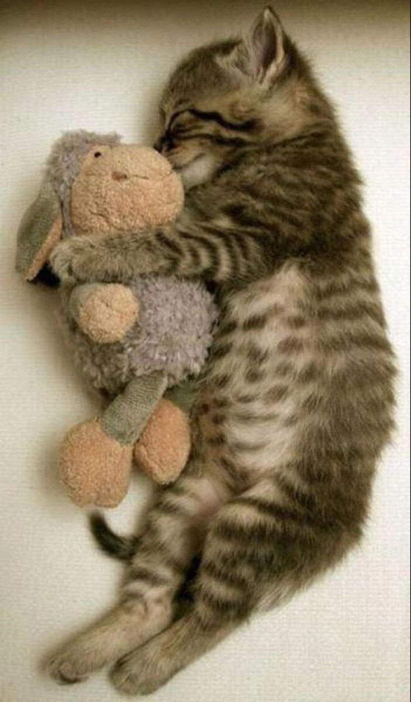 100 best cat photos of all time