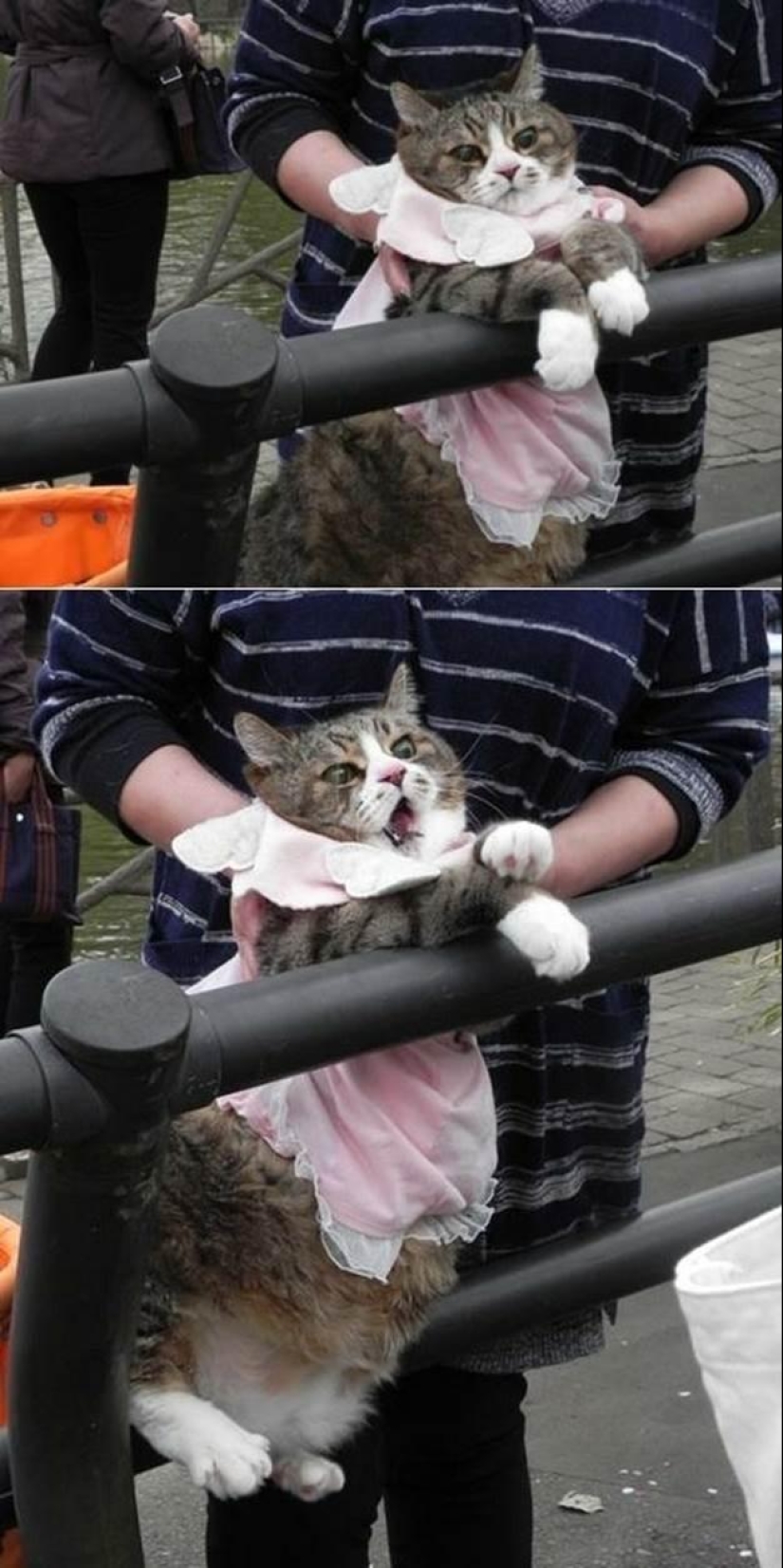 100 best cat photos of all time