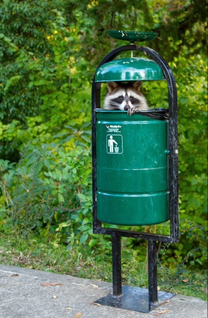 100 coolest Raccoon Photos of all time 100 coolest Raccoon Photos of all time