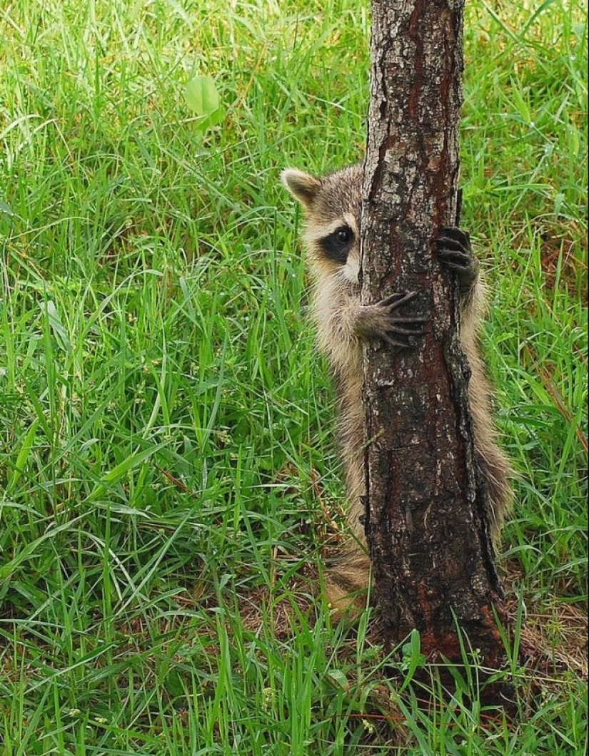 100 coolest Raccoon Photos of all time 100 coolest Raccoon Photos of all time