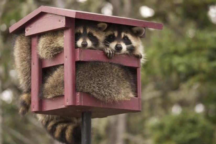 100 coolest Raccoon Photos of all time 100 coolest Raccoon Photos of all time