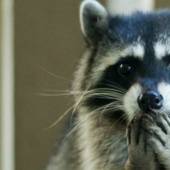 100 coolest Raccoon Photos of all time