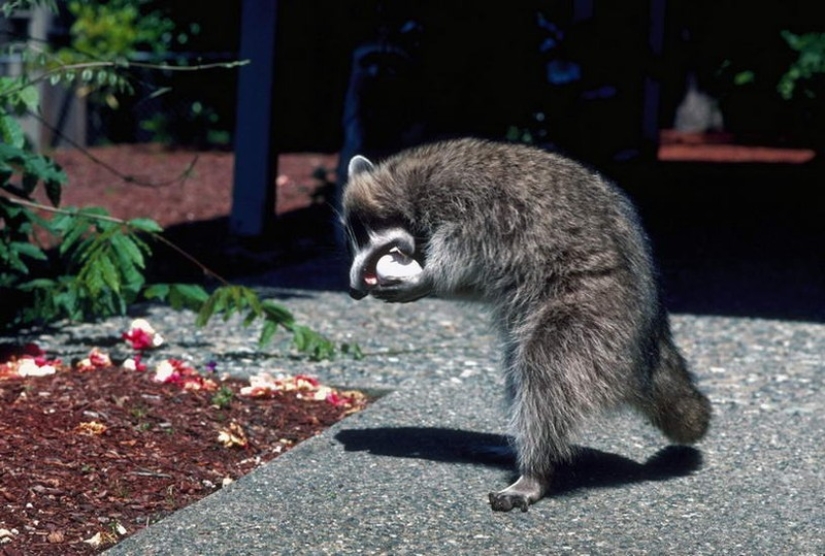 100 coolest Raccoon Photos of all time 100 coolest Raccoon Photos of all time