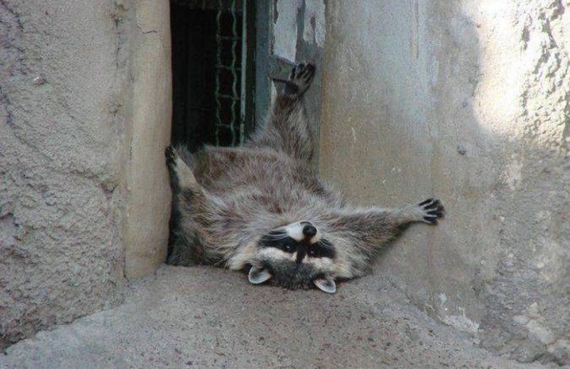 100 coolest Raccoon Photos of all time 100 coolest Raccoon Photos of all time