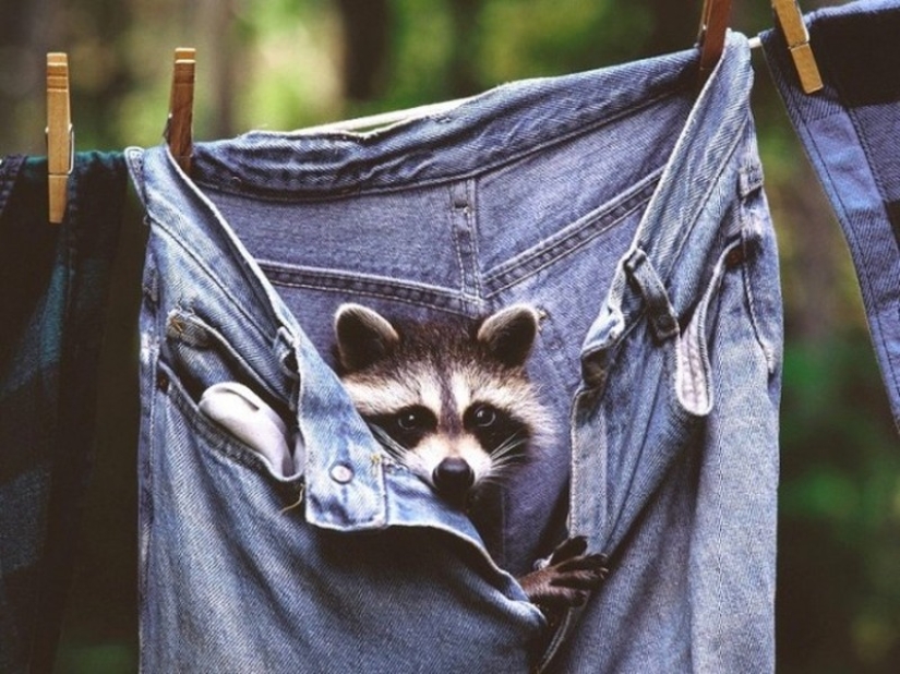 100 coolest Raccoon Photos of all time 100 coolest Raccoon Photos of all time