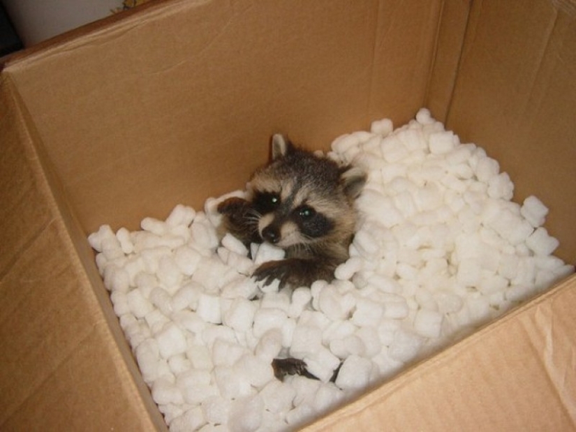 100 coolest Raccoon Photos of all time 100 coolest Raccoon Photos of all time