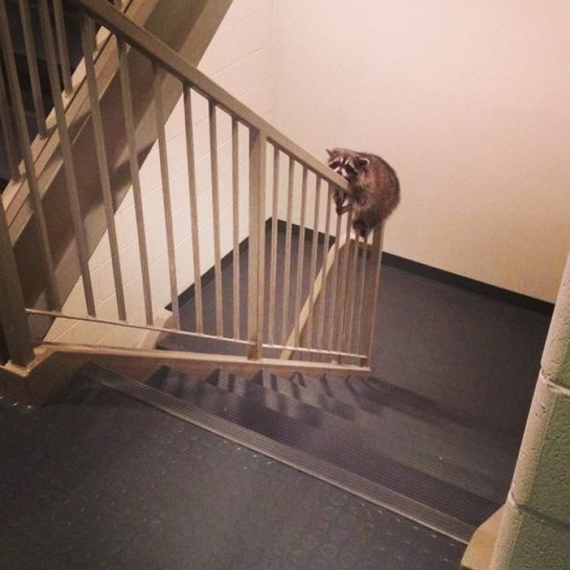 100 coolest Raccoon Photos of all time 100 coolest Raccoon Photos of all time