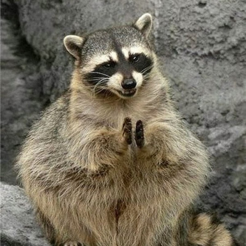 100 coolest Raccoon Photos of all time 100 coolest Raccoon Photos of all time