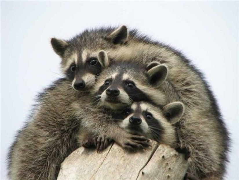 100 coolest Raccoon Photos of all time 100 coolest Raccoon Photos of all time