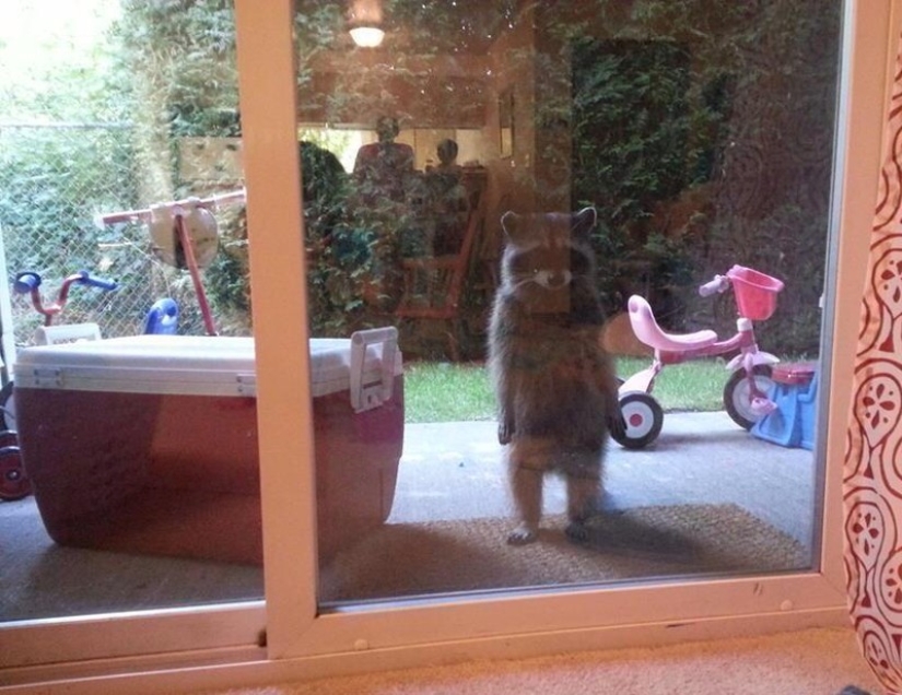 100 coolest Raccoon Photos of all time 100 coolest Raccoon Photos of all time