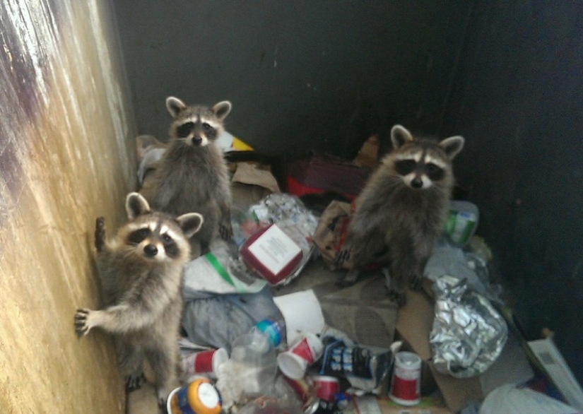 100 coolest Raccoon Photos of all time 100 coolest Raccoon Photos of all time