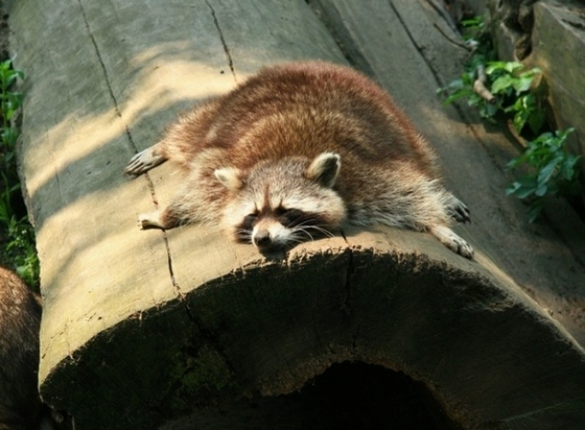 100 coolest Raccoon Photos of all time 100 coolest Raccoon Photos of all time