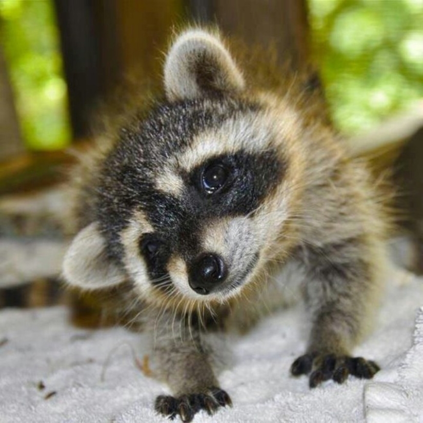 100 coolest Raccoon Photos of all time 100 coolest Raccoon Photos of all time