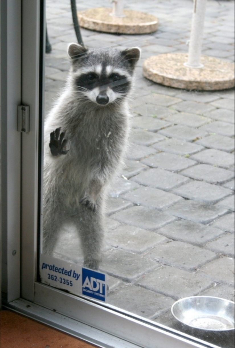 100 coolest Raccoon Photos of all time 100 coolest Raccoon Photos of all time