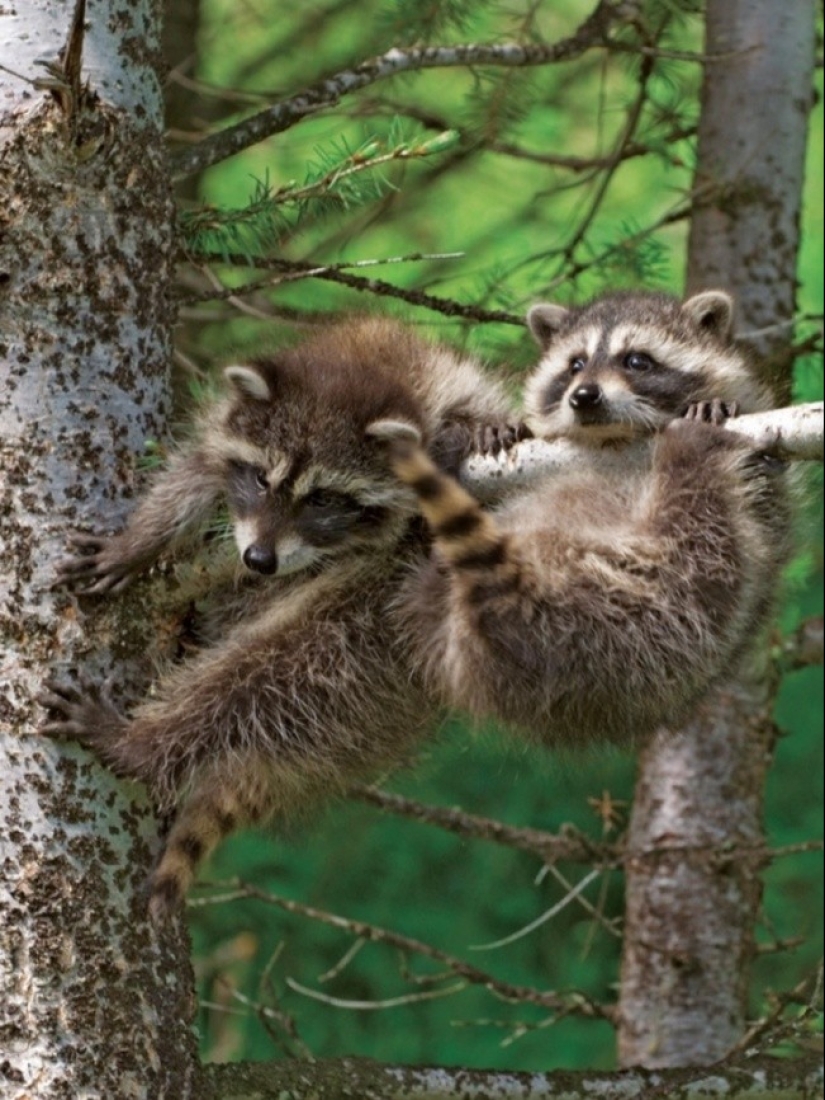 100 coolest Raccoon Photos of all time 100 coolest Raccoon Photos of all time