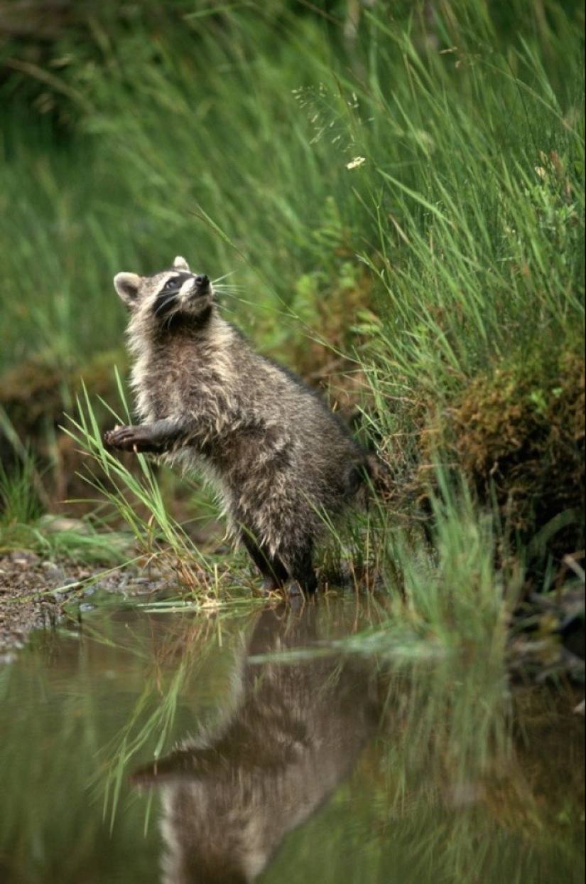 100 coolest Raccoon Photos of all time 100 coolest Raccoon Photos of all time