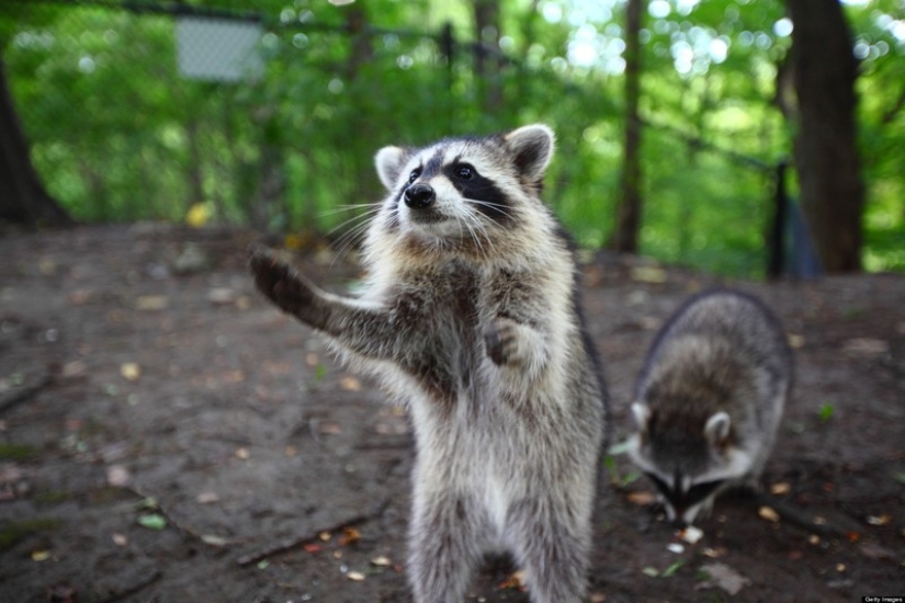 100 coolest Raccoon Photos of all time 100 coolest Raccoon Photos of all time