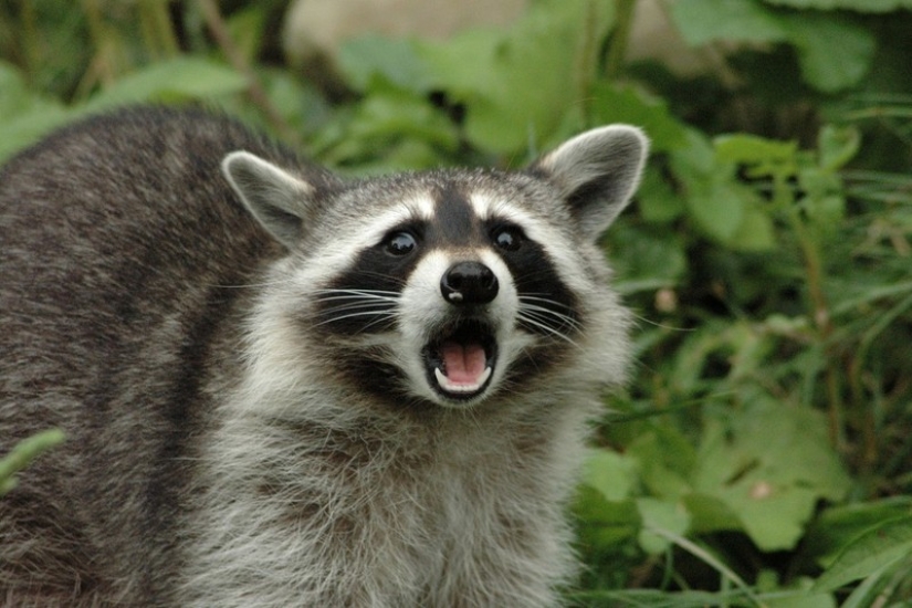 100 coolest Raccoon Photos of all time 100 coolest Raccoon Photos of all time