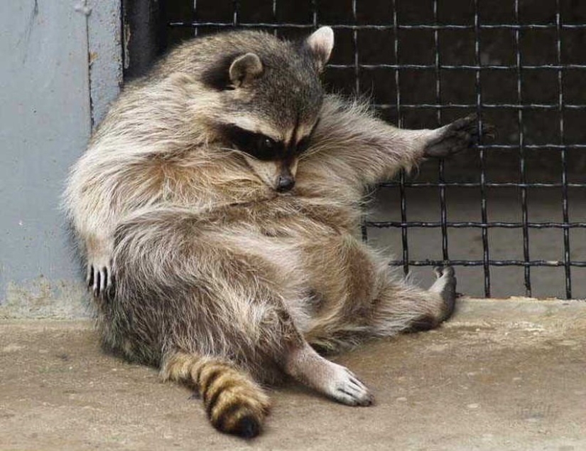 100 coolest Raccoon Photos of all time 100 coolest Raccoon Photos of all time