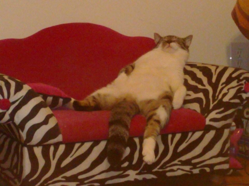 100 mejores fotos de gatos de todos los tiempos