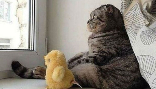 100 mejores fotos de gatos de todos los tiempos