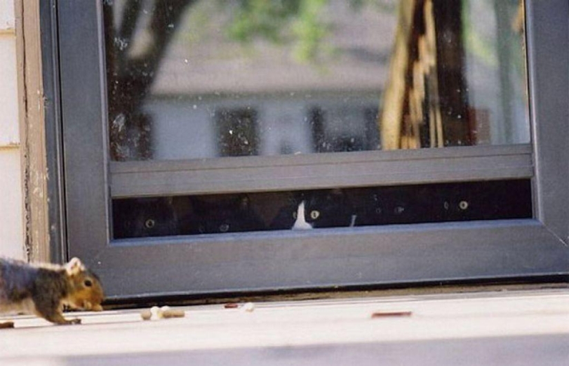 100 mejores fotos de gatos de todos los tiempos